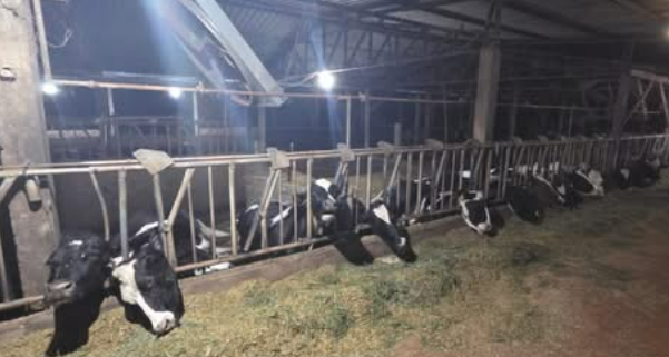 32 VACAS ELETROCUTADAS NO INTERIOR DE MARECHAL CÂNDIDO RONDON