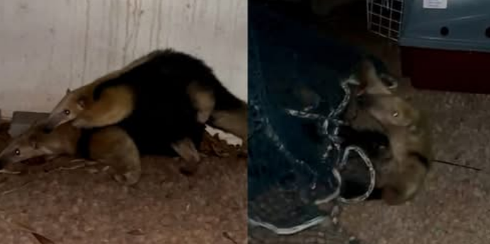 MÃE TAMANDUÁ-MIRIM E FILHOTE SÃO RESGATADOS EM TOLEDO