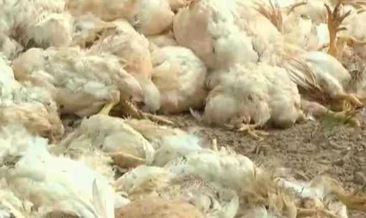 NOVA AURORA GANHA INDÚSTRIA PARA DESTINO CORRETO DE CARCAÇAS DE ANIMAIS NO OESTE DO PARANÁ